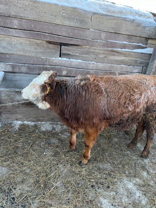 Продам корову и теленка