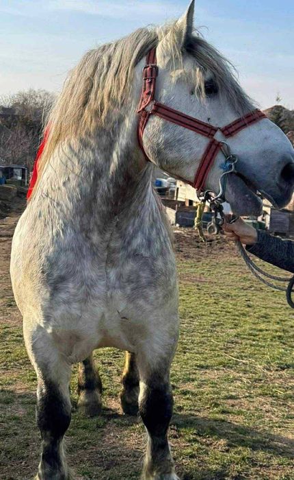 Armasar de 5 Anii Polonez