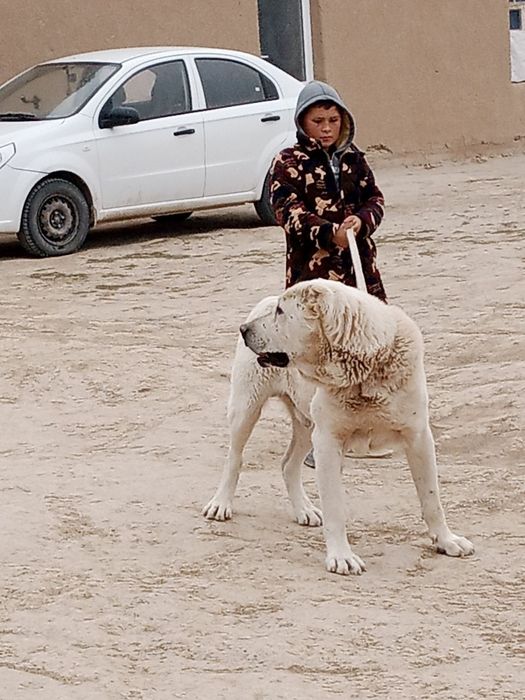 Alabay Oqtosh vesi 66 kg  yoshi 4 yosh urushqoq