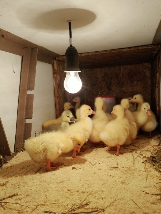 Продам гусят Линда