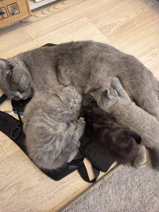 Котята британцы.