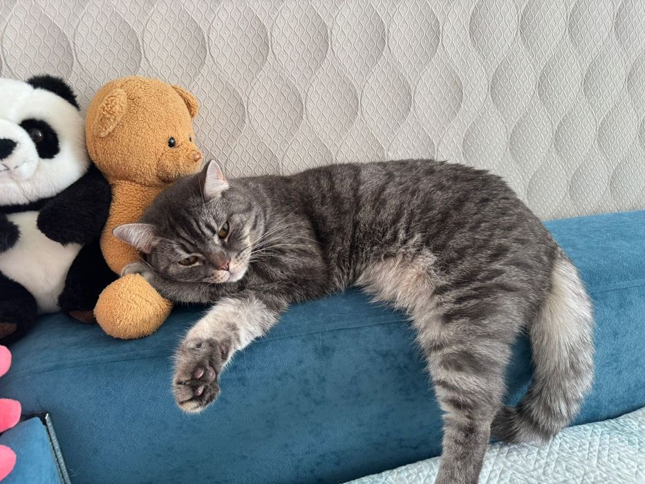 Отдам кота в хорошие руки