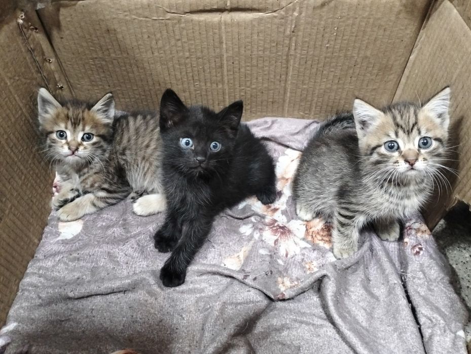 Отдам весёлых и умных котят в добрые руки!