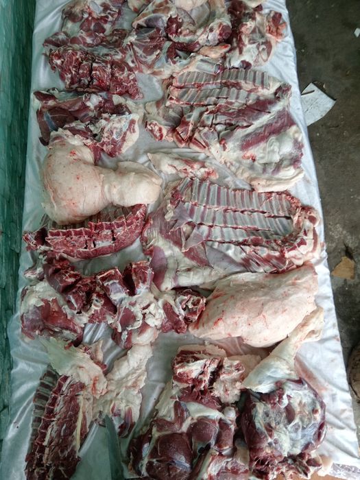 Qoshqor qoy кочкор кой куй