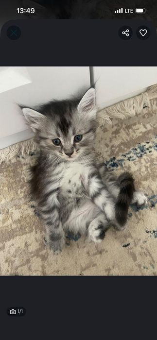 Милые котята в добрые руки