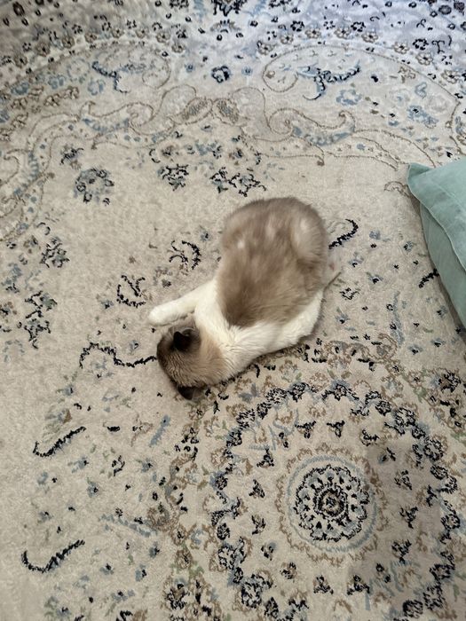 Кот. Порода Рэгдолл. Мальчик. 3 года