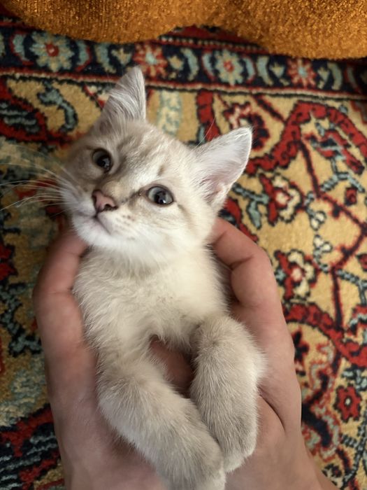 Отдам котенка , девочка