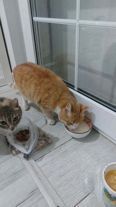 Котёнок 1 год Кошка 3года