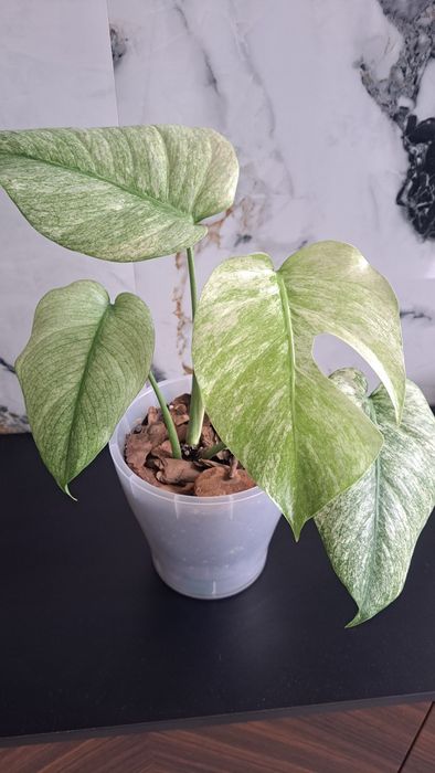 Продам монстеры разные