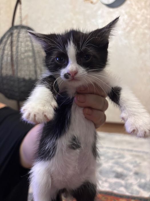 Отдам котят в хорошие руки