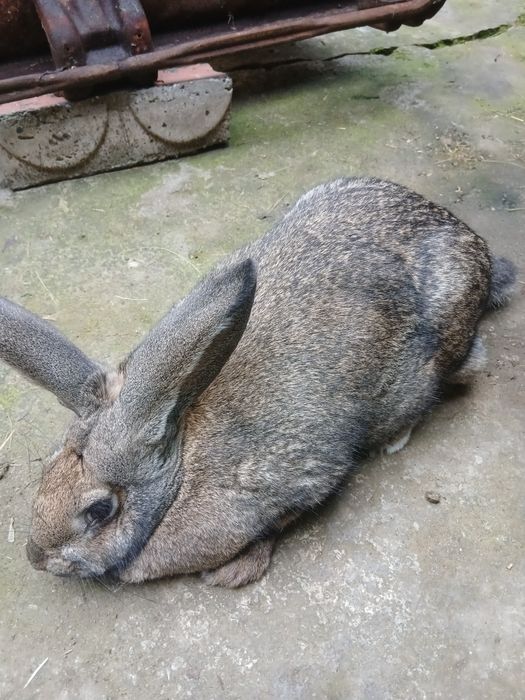 De vânzare iepuroaica