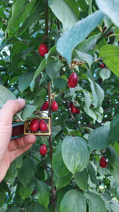 Кизил. Продаются саженцы кизила