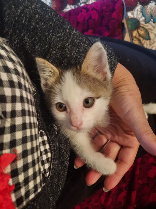 Котенок девочка 2 месяца.