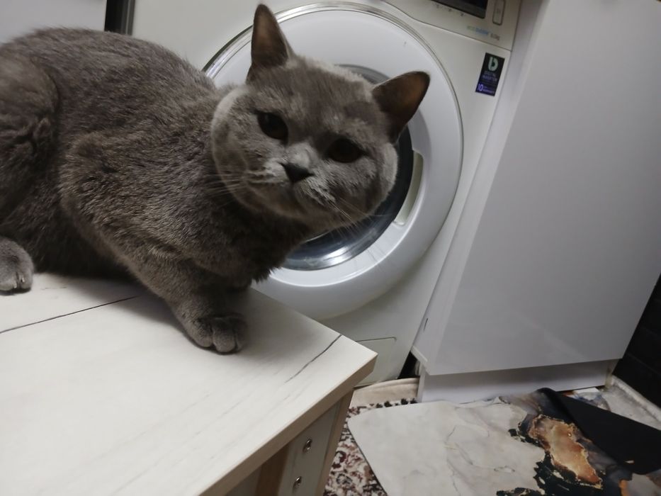 Продам британка не дорого