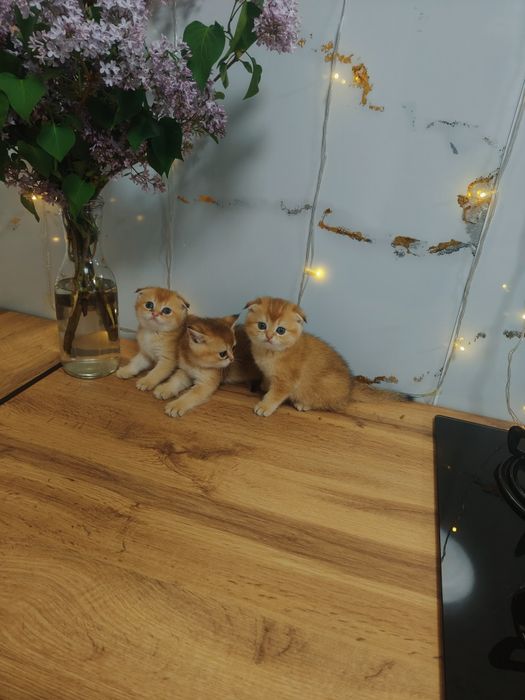 Котята Драгоценного окраса шиншилла