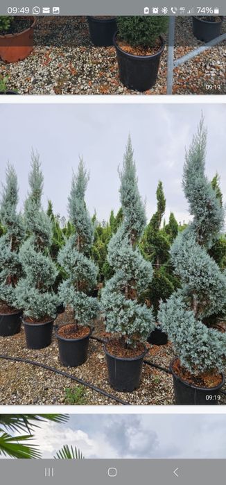 Vindem plante ornamentale de calitate extra