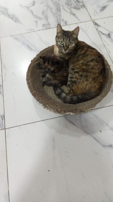 Кошечка бесплатно