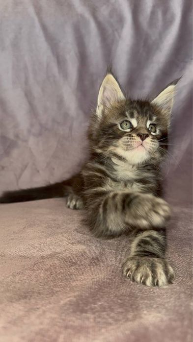 котята мейн-куны клубные