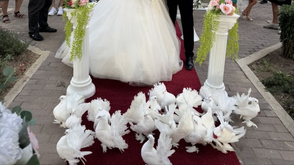 Inchiriez porumbei pentru evenimente