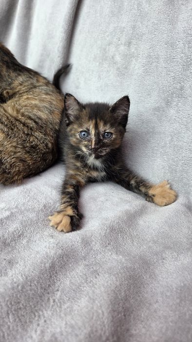 Отдам котят в добрые руки