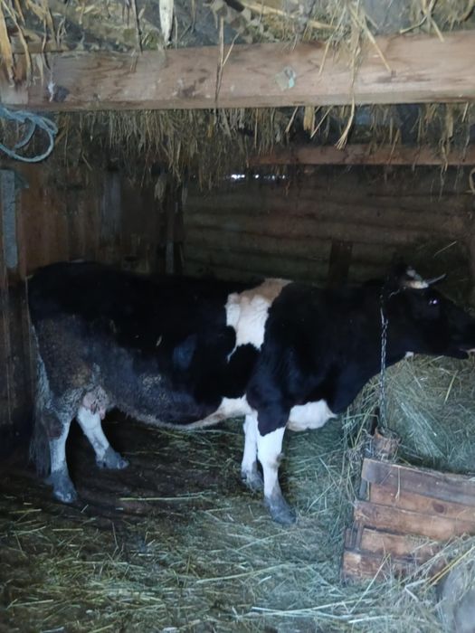 Vaca de vînzare  preț 7000 mi negociabil