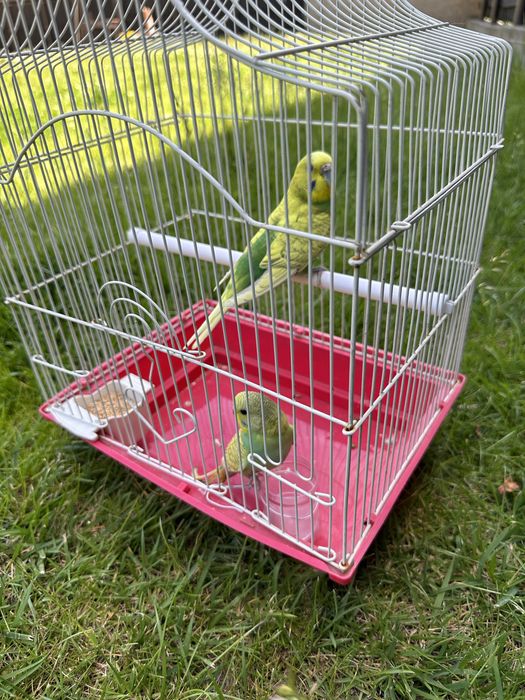 Papagali perusi cu colivie completa si accesorii