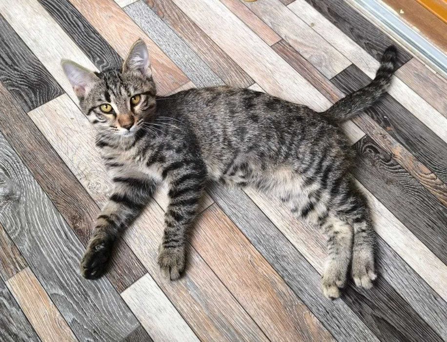 Отдаётся даром очень красивый котёнок