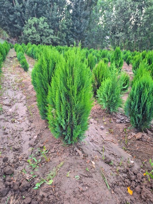 Арчалар. Глобус шаклида.