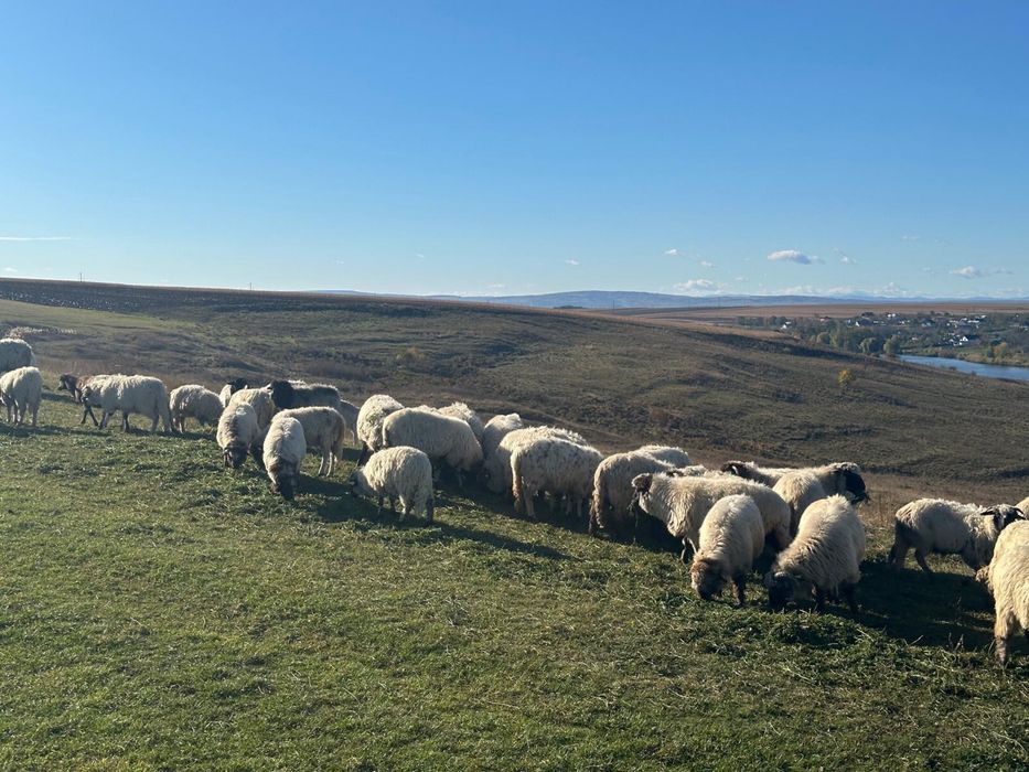 Vand oi turcane tinere