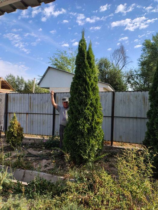 Смаракта и голубая ель