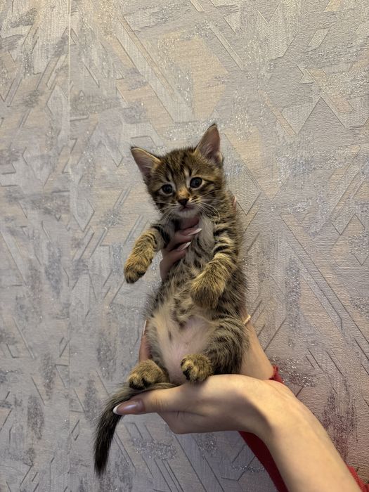 Бесплатно в добрые руки кошки девочки