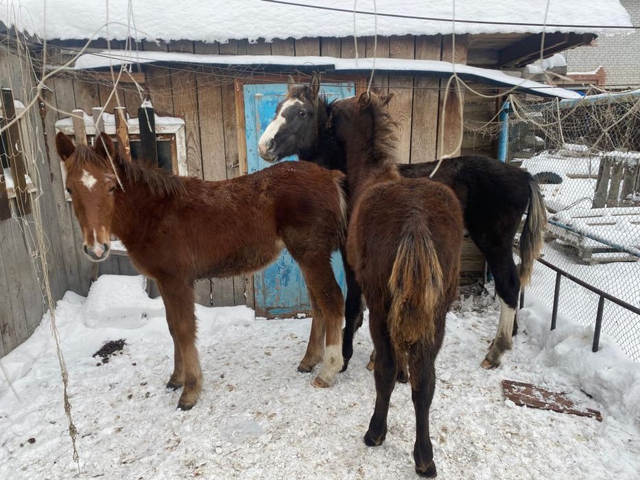 Продам жабагы 3 шт.