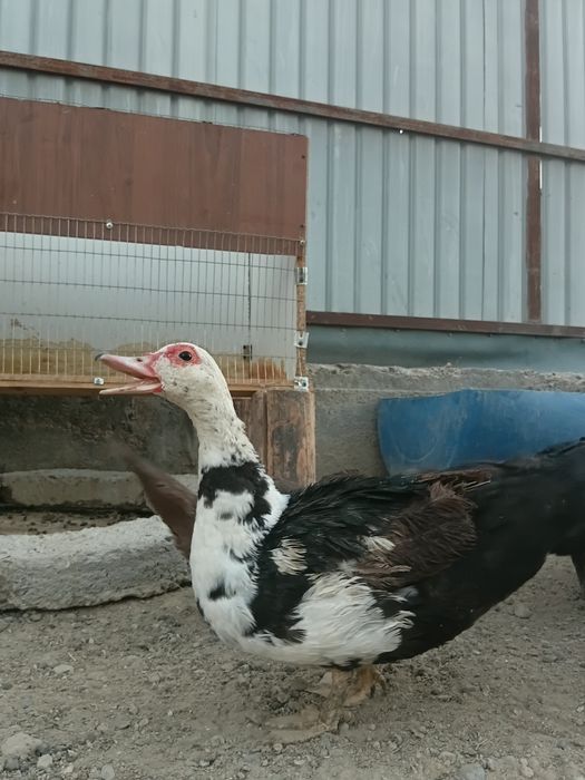 Индаутка және балапандар
