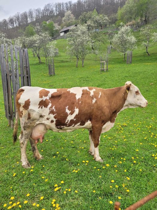 Vaca de vanzare.