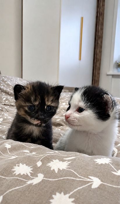 Домашние котята в добрые руки
