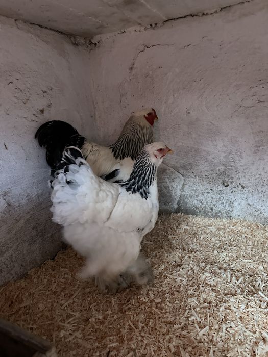 Oua gaini brahma HDsi motata olandeza