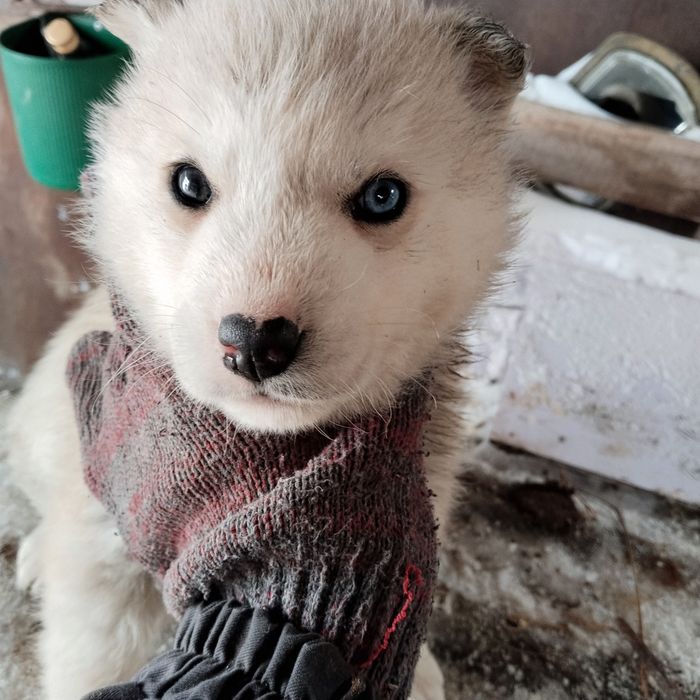 Продам щенят породы Хаски