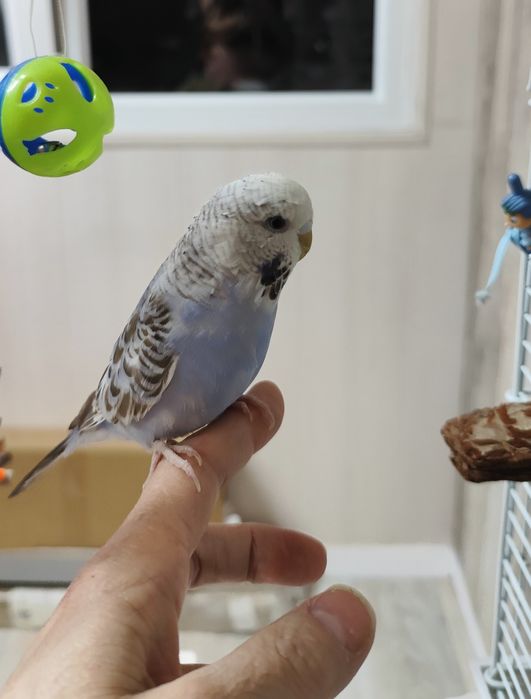 Волнистый попугай с клеткой