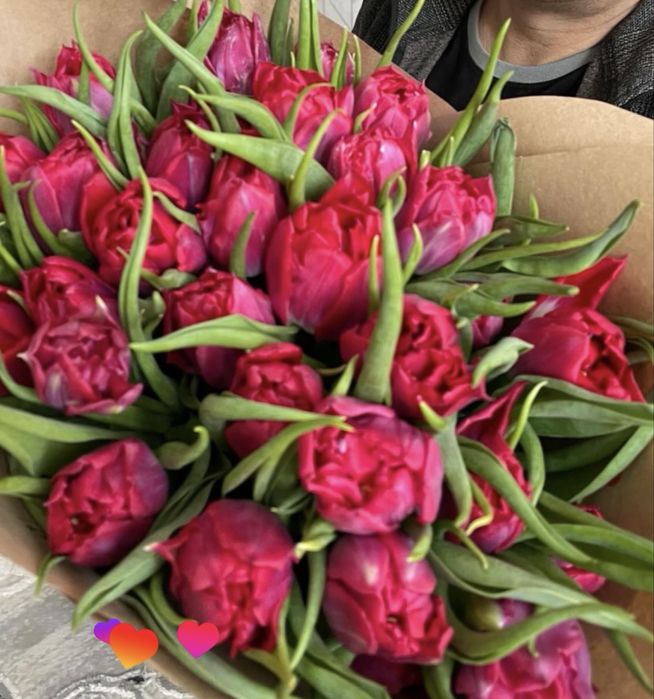 Беларусские тюльпаны 750 очень крупные