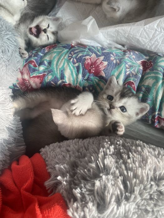 Продаются котята