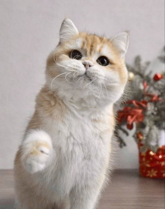 Vyaska zalatoy shinshilla