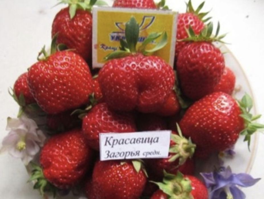 Продам саженцы клубники
