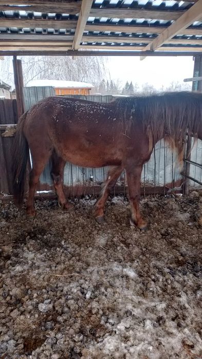 Продам жеребых кабыл