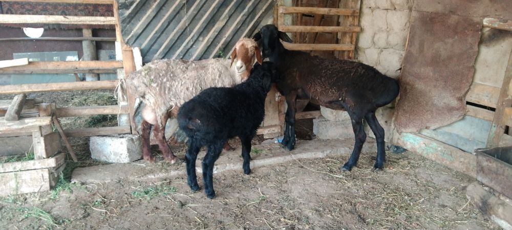 Сатыладыыыыыыыыыыы