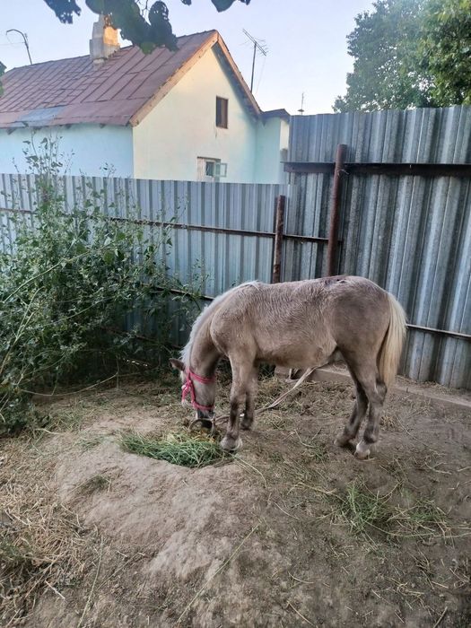 Пони той сотилади