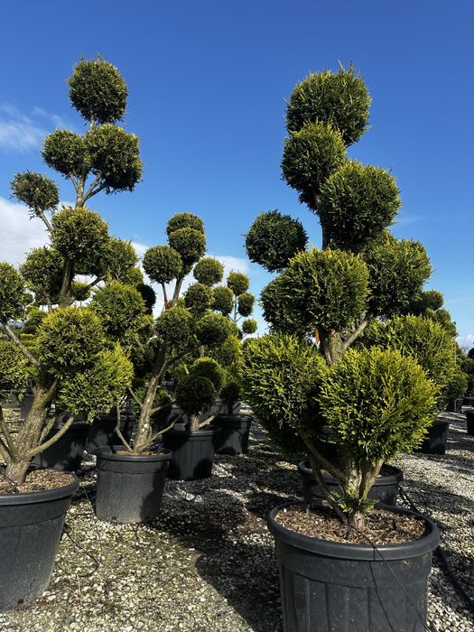 Tuia, catalpa, leylandii, peisagistică-grădină