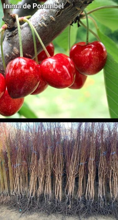 Meri-pomi fructiferi