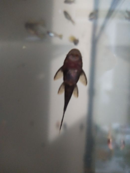 Аквариум новый + бонусы и рыбки.