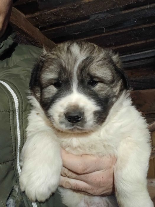 Ciobănesc de bucovina