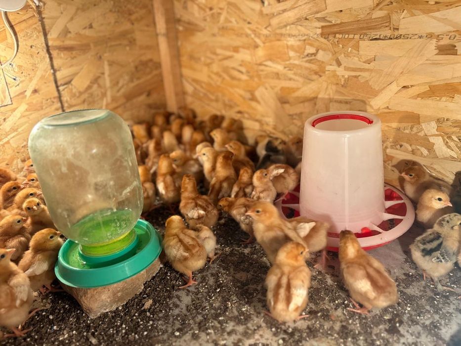 ломан Браун балапан